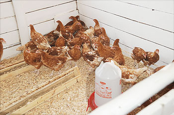 One Village One Product Programme will support Poultry farming (File Photo)