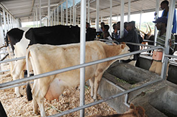 Modern farming will support rural farmers incomes (File Photo)