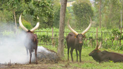 Some of the traditional cows popularly known as 'Inyambo' will be on display at the palace at Rukari-Nyanza today ( Photo by D. Umutesi)