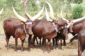 Inyambo the traditional cows of Rwanda