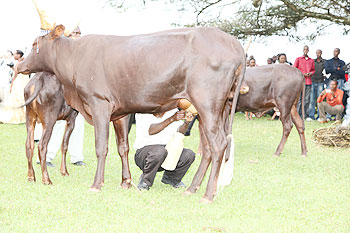 Agriculture Minister, Dr. Agnes Kalibata,feeding milk to children at the launch of cultural launch