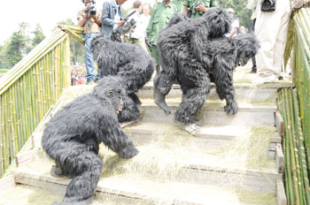 Naming ceremony of baby gorillas last year. (File Photo)
