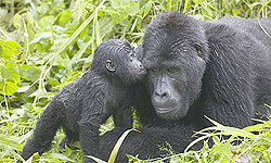 A Rise in the number of Gorillas will boost the country`s revenue earnings(File Photo)