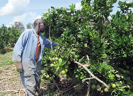 A farmer working in an orange garden (File photo)