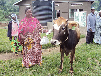 One of the beneficiaries of the Girinka project Chantal Mukabaziga receives her cow Thursday. (Photo A. Ngarambe)