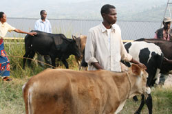 Beneficiaries stand next to the heifers they received. (Photo JP Bucyensenge)