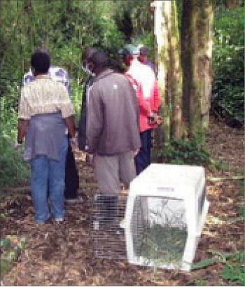 The group watches the monkey as he runs deep into the forest.