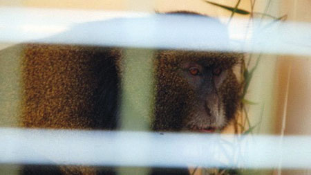The golden monkey inside a dog crate after being rescued.