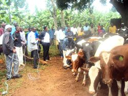Beneficiaries in Nkamba village take home cows donated by BPR. (Photo S. Rwembeho)