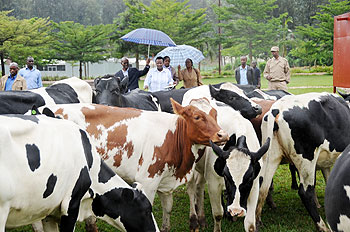 Commissioner General of National Prisons Service (NPS) Mary Gahonzire (C)  and other officials looking at cows donated by UNICEF to boost livestock farming in prisons on Tuesday. (Photo J Mbanda)
