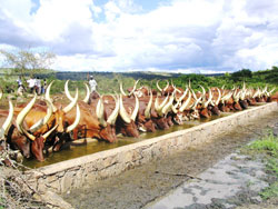  The AfDB loan  will help address the problem of water shortage which has previously affected livestock farming in  the Eastern Province. grant (File Photo)