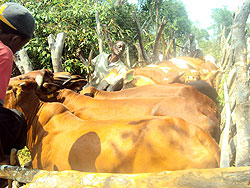  Cooperative leaders select cows in Ndego. (Photo S. Rwembeho).