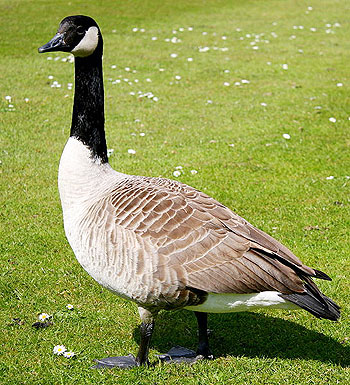 Canada goose
