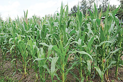 Maize garden