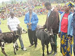  Residents pass on heifers during the Liberation Day.(Photo B Mukombozi)