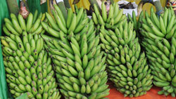 A bunch of raw bananas (Photo by J. Mbanda)
