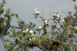  Bird watching in Rwanda has contributed to the growing tourism sector