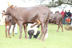  Regional farmers have been challenged to use EAC to diversify the market for their milk (File Photo)