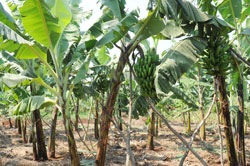 The banana crop is grown on a large scale in Rwanda (File Photo)