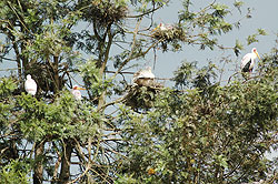 Bird watching has increased the countryu2019s tourism revenues