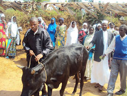  Kavumu Muslims receive heifers donated by Abdoul Rahman Abdoul Jalil, a Qatar Muslim faithful. (Photo D Sabiiti)