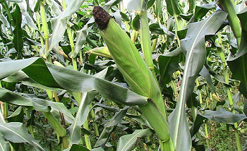 A modern maize plantation. The role of agronomists is vital to increase production. (File Photo)