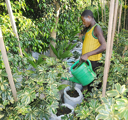 A gardener waters seedlings in a tree nursery. Rwanda will today host a forest landscaping meeting (Photo J Mbanda)