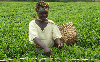 Tea farmers will benefit from the new prices. (File Photo)