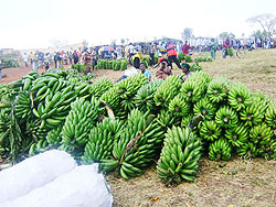 Banana production in the Eastern province will be affected by the disease. (Courtesy photo)