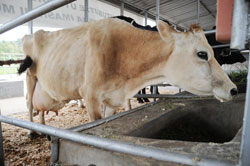  A cow in display during the last Agricultural Expo; Government has imported bulls as a way of enhancing the quality of animal husbandry (File Photo)