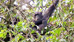 Gihozo, a prominent female in the Gishwati ape population (Courtsey Photo)