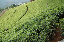 Two Rwandan tea companies have scooped Continental quality award (file photo)