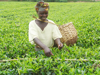 Two Rwandan tea companies have scooped a continental quality award (File Photo)