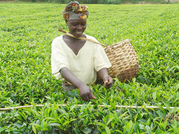 Two Rwandan tea companies have scooped a continental quality award (File Photo)