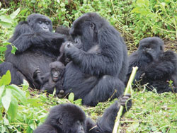 A family of Gorillas in Virunga. Governement on Saturday facilitated the repatriation of six gorillas to the DRC (file photo)