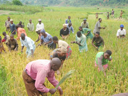 Farmers harvest rice. Rwanda is tipped to be one of the main exporters of rice after the implementation of RSSP III. The New Times / File.