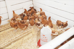  Poultry farming. The Nygatare based Kora Munyarwandakaziu2019 cooperative has registered massive success in the business The New Times File.