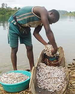  A fisherman sorts out his catch at Lake Kivu. Government targets to double fish production next year. The New Times File.