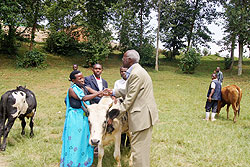 Red Cross president Bernard Nzigiye hands over  a cow to a beneficiary. Photo New Times F Ndoli
