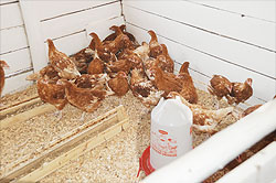 Poultry farming. The Nygatare based Kora Munyarwandakaziu2019 cooperative has registered massive success in the business The New Times File.