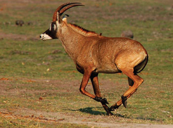 A Roan Antelope once killed may earn a poacher Rwf20, 000. The same animal may cost the Government USD20, 000 to import  Net Photo