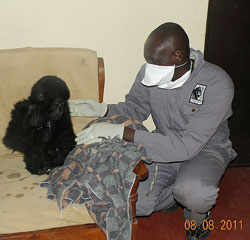  RESCUED; Dr.Jean Felix Kinani attends to the rescued baby gorilla. The New Times /Bonny Mukombozi.