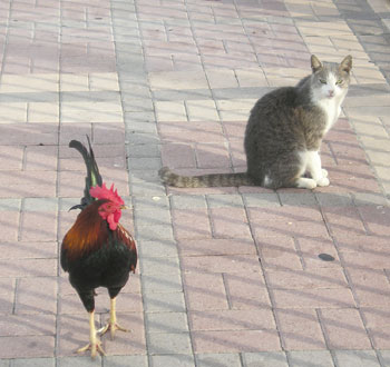 Roosters are afraid of cats. Net photo