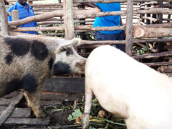  The prefered black and white pigs on a rural farm in Rwamagana. The New Times /S. Rwembeho