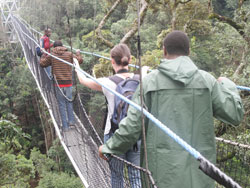 The country's sole canopy walk in Nyungwe Forest; Rwanda has continued to attract many British tourists. The New Times/ File.