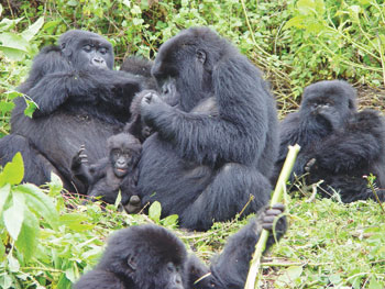 Tourists are increasingly choosing to visit to Rwanda to have a glimpse of the rare gorillas. The New Times /File.