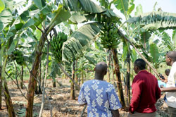 A banana plantation in Rwamagana District. The district is gearing up towards self sufficiency in food production. The New Times /File.