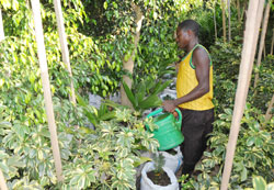  A gardener waters trees in a nursery in Gacuriro, Gasabo District. The district aims to plant 500,000 trees this fiscal year. The New Times /File.