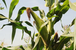 Maize farmers in Bugesera District are set to benefit from a Rwf40 million loan extended by KCB-Rwanda The New Times /File