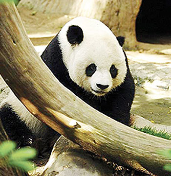 An adult male Panda. Net photo